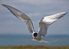 Arctic Tern